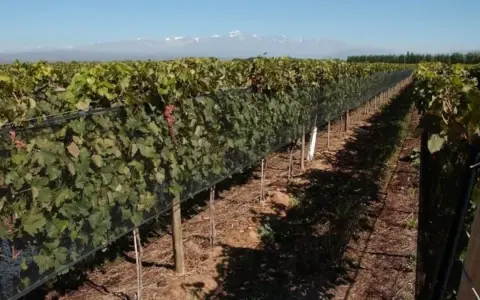 Impacto de la Estabilidad Macroeconómica en la Estructura Productiva de Mendoza