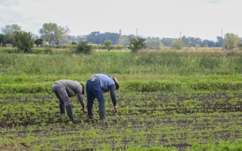 Crisis de la Agricultura Familiar en Argentina: Un Llamado a la Acción