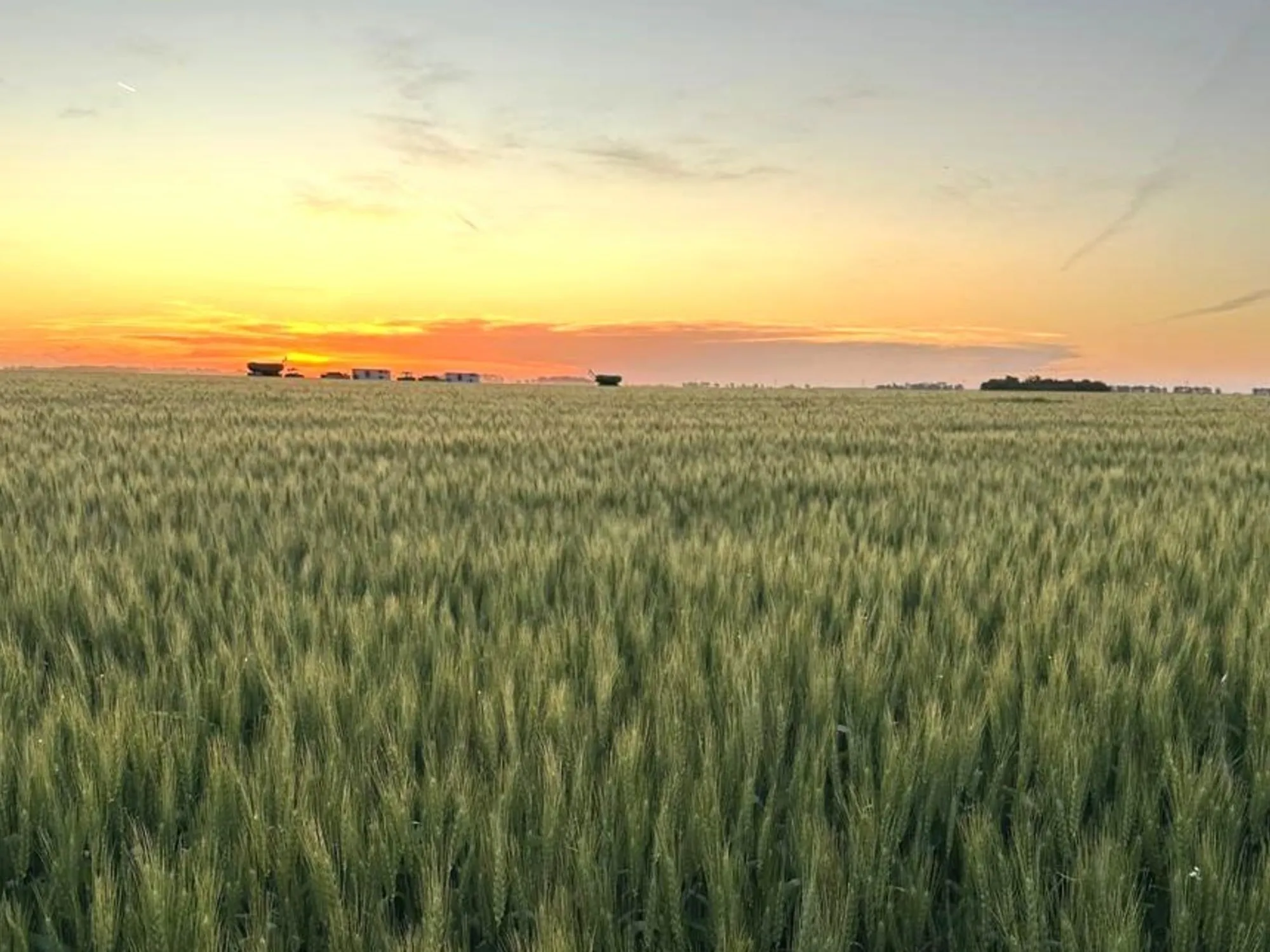 Proyección de Siembra de Trigo: Caída del 3% por Aumento de Insumos
