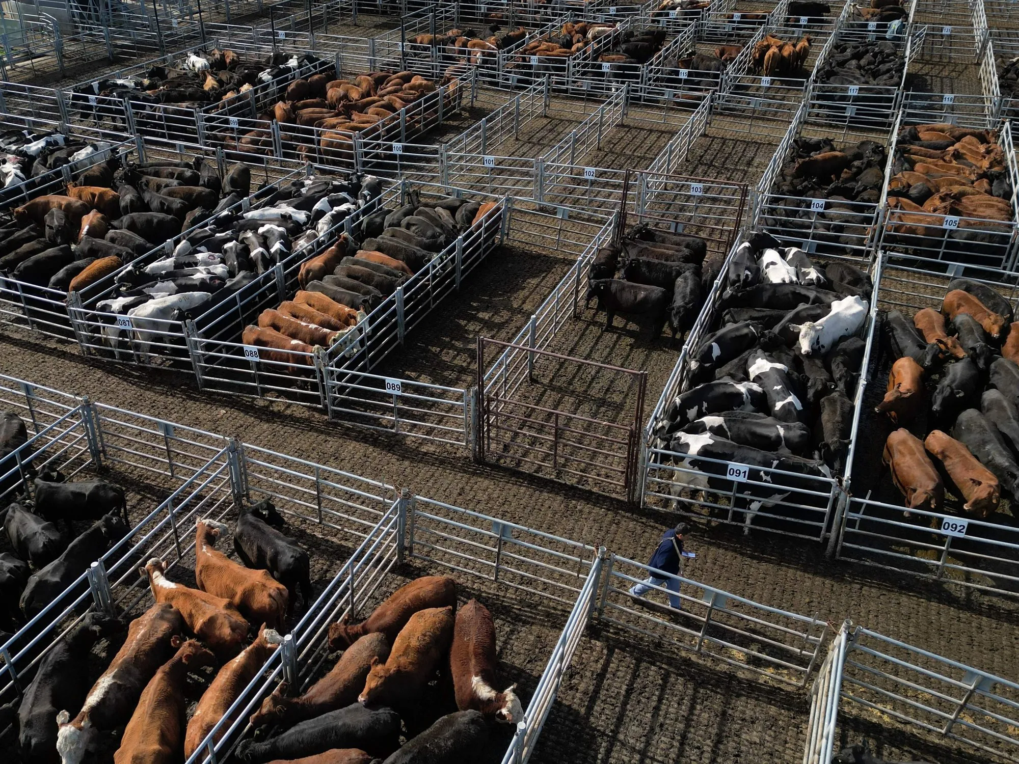 Caída del Precio de la Hacienda: Implicaciones para el Mercado de Carne en Argentina