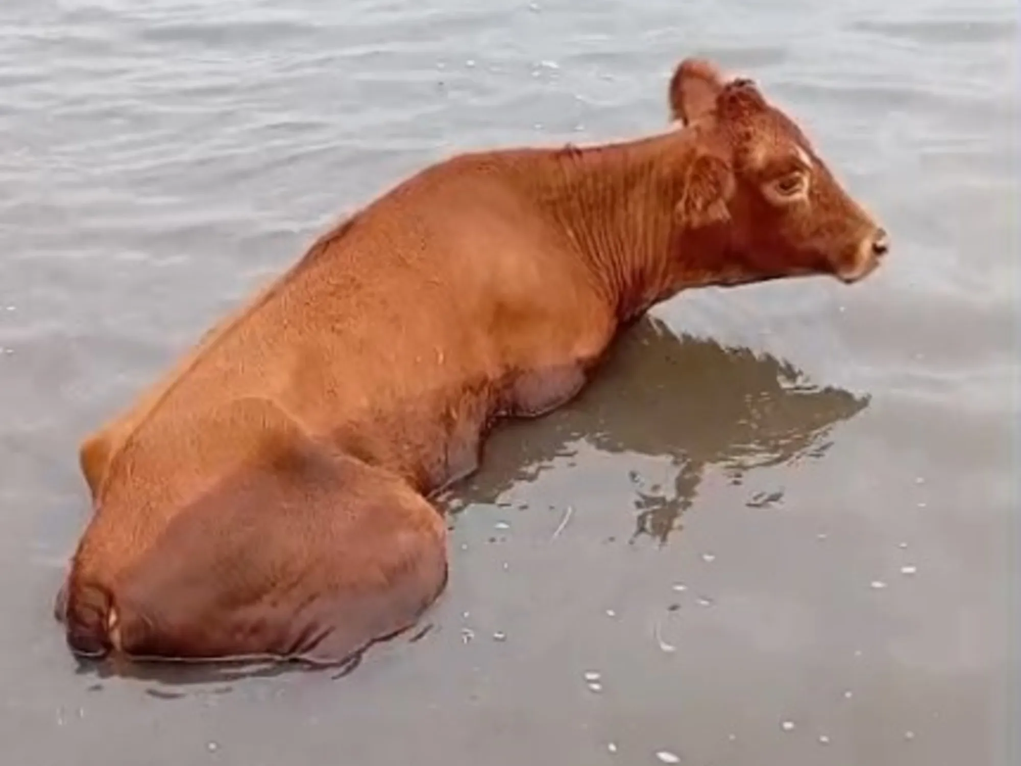 Inundaciones en Santa Fe: Desastre Agropecuario y Desafíos para los Productores
